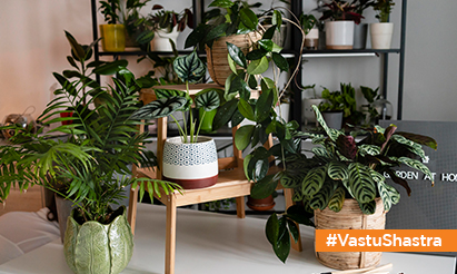 15 Vastu Decor Items for home to bring Positive Energy and Good Luck