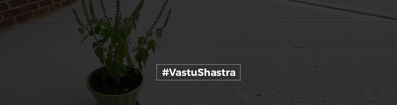 Tips on how to place a Tulsi plant in your home according to Vastu Shastra!