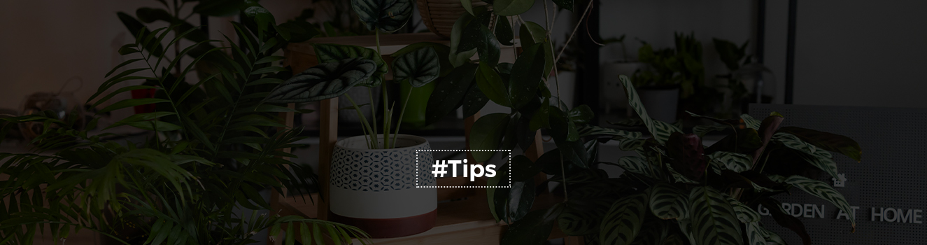 A Guide to Kitchen gardening for beginners