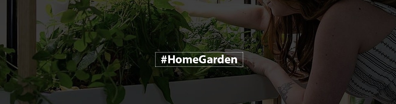 How to establish your indoor vegetable garden?