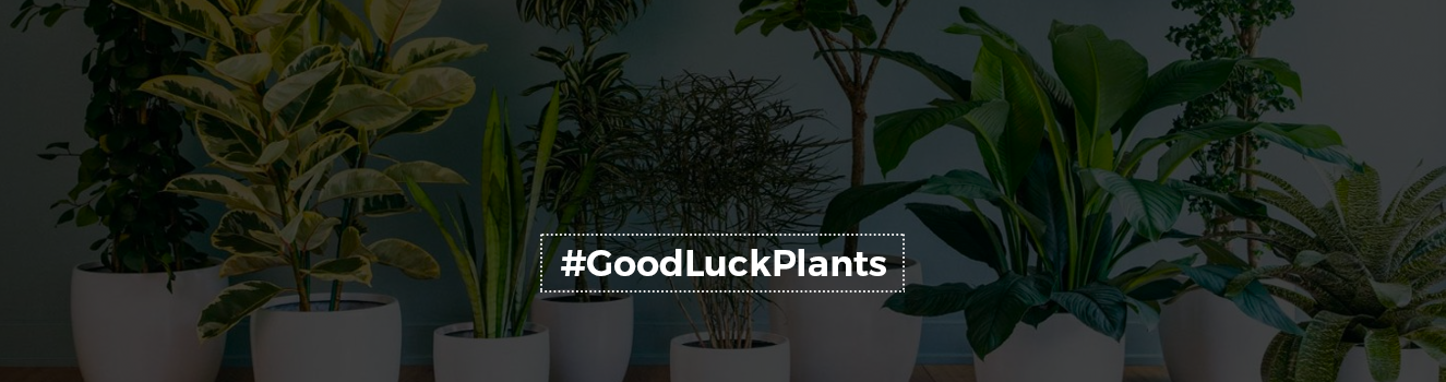 Good Luck Plants To Bring Positivity to Your Home Sweet Home!