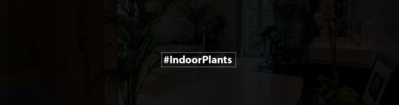 Bedroom Plants You Should Have | Plants that Purify the Air!