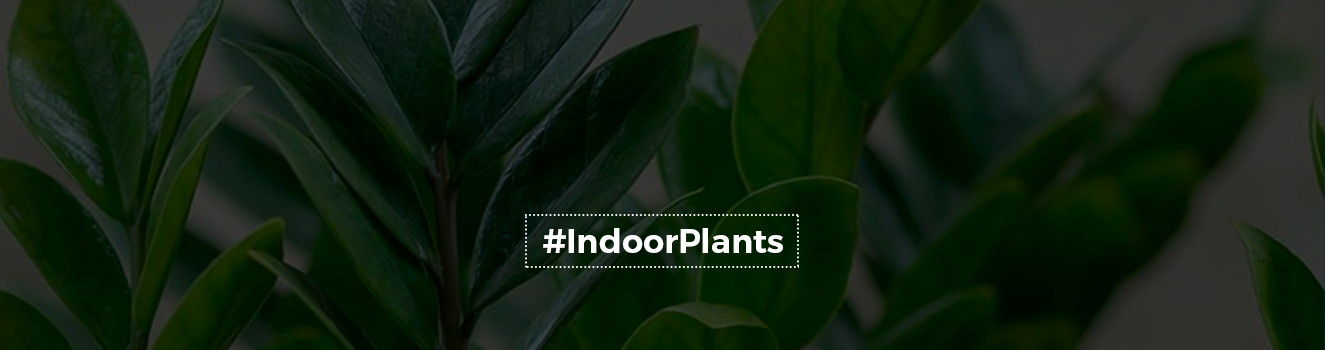 Bringing the Outdoors In: The Benefits of ZZ Plants for Your Home!