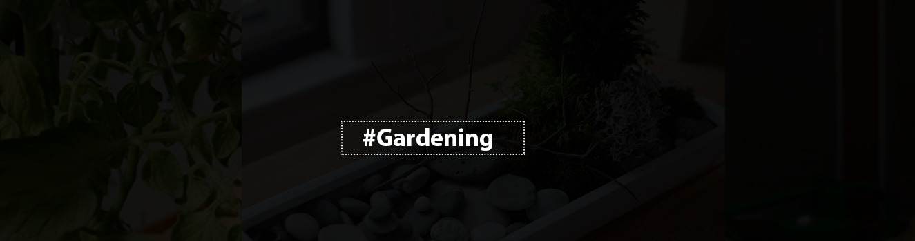 Step-by-Step: Starting Your Own Zen Garden!