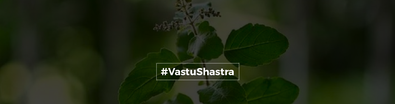 Importance of Tulsi plant Tulsi (Ocimum tenuiflorum/holy basil) in Vastu Shastra!