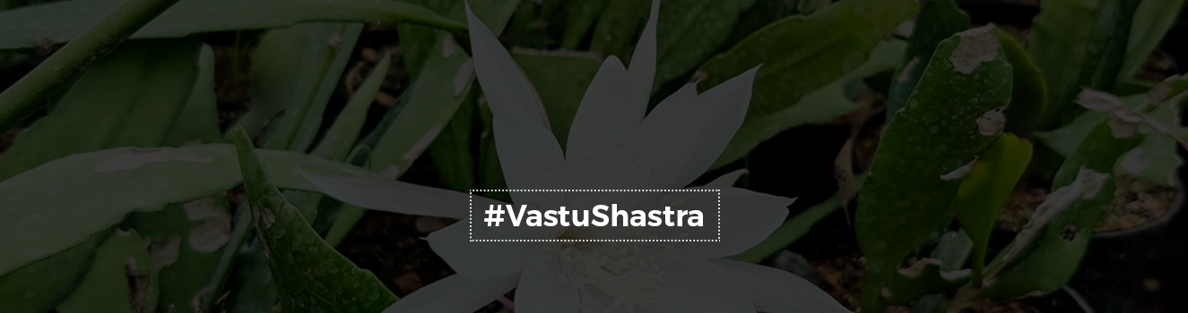 Brahma Kamal plant and its Vastu significance & Care Tips!