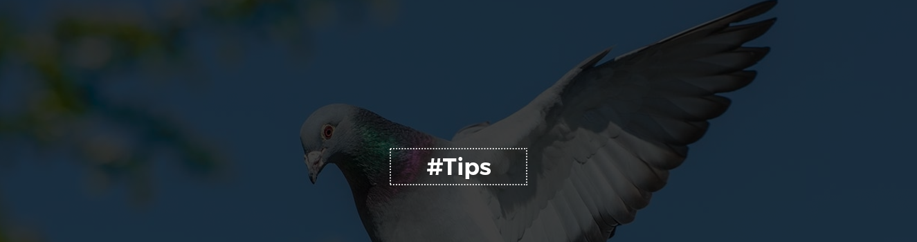 Why Pigeon Prevention is Important for Homeowners: Tips and Tricks!