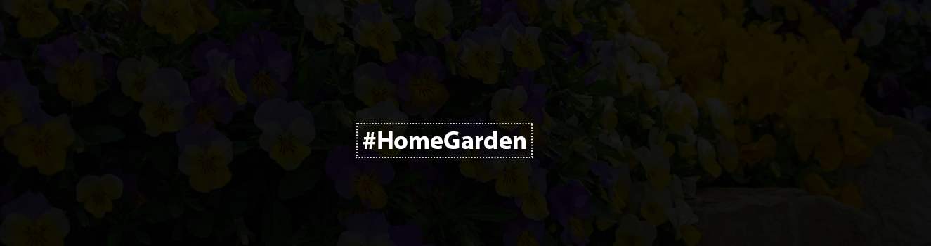 Pansy Flower Care: Tips for a Vibrant Garden!
