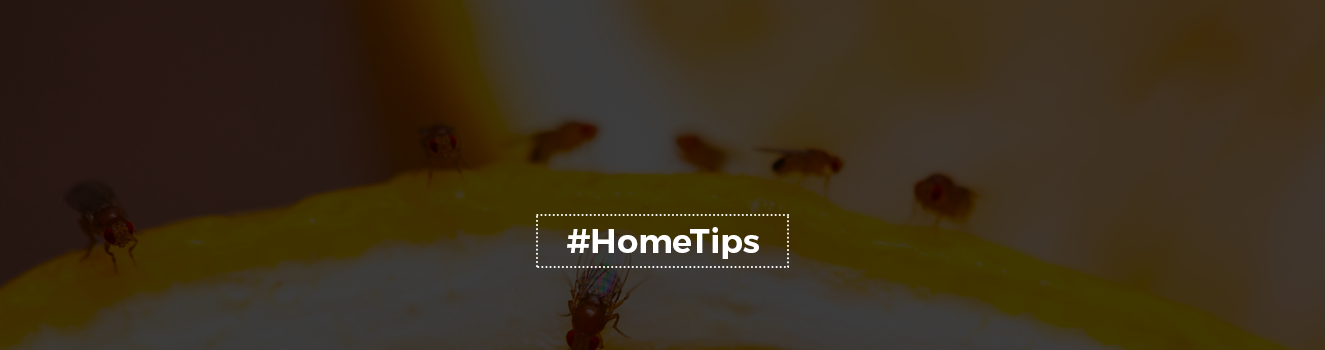 Say Goodbye to Fruit Flies: Tips and Tricks for a Fly-Free Home!