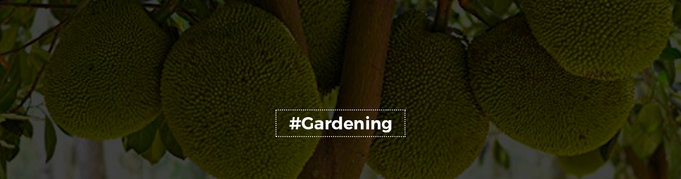 Maximizing Your Harvest: Tips for Growing and Caring for Jackfruit Trees!