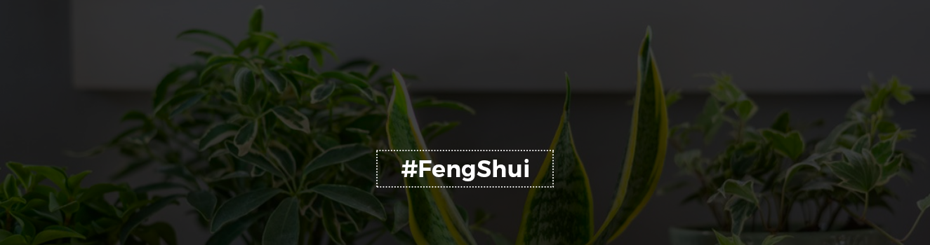 Feng Shui Plant Guide: The Unlucky Plants You Need to Avoid!