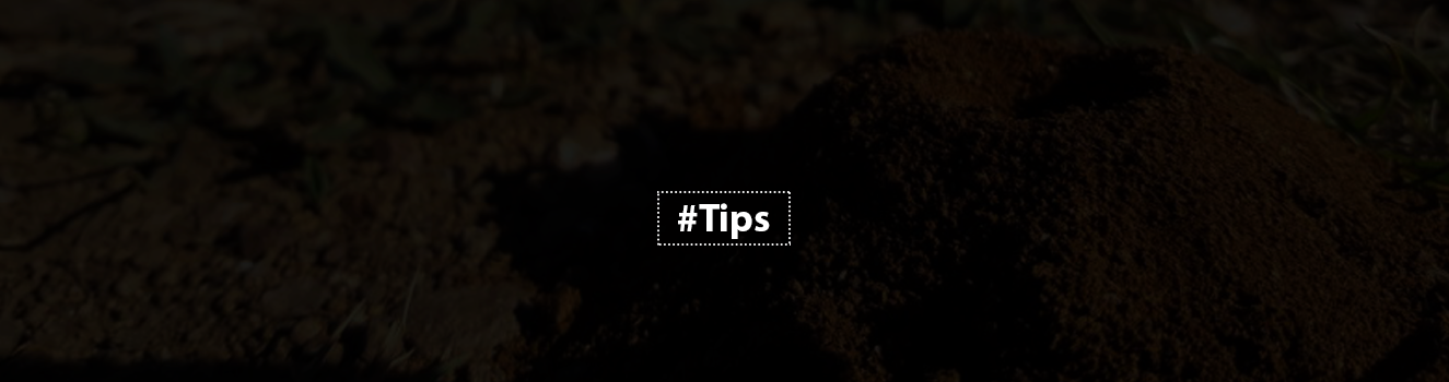 DIY Anthill Removal: Simple and Effective Methods!