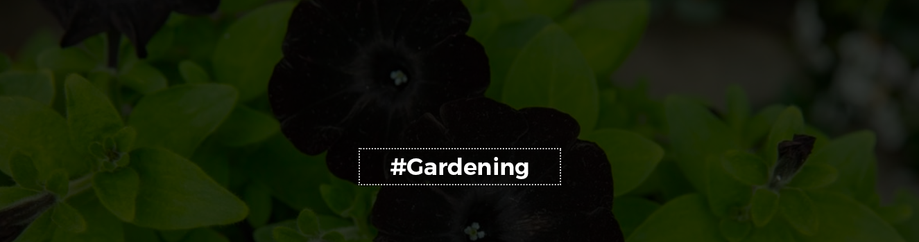 Growing Noir: Tips for Growing Beautiful Black Flowers at Home!