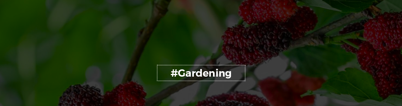 From Seed to Fruit: A Step-by-Step Guide to Growing Mulberry Trees!