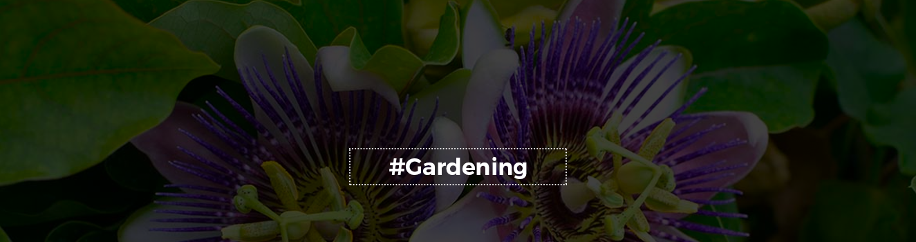 Passion Flowers Unveiled: A Journey into Cultivation, Benefits, and Stunning Visuals!