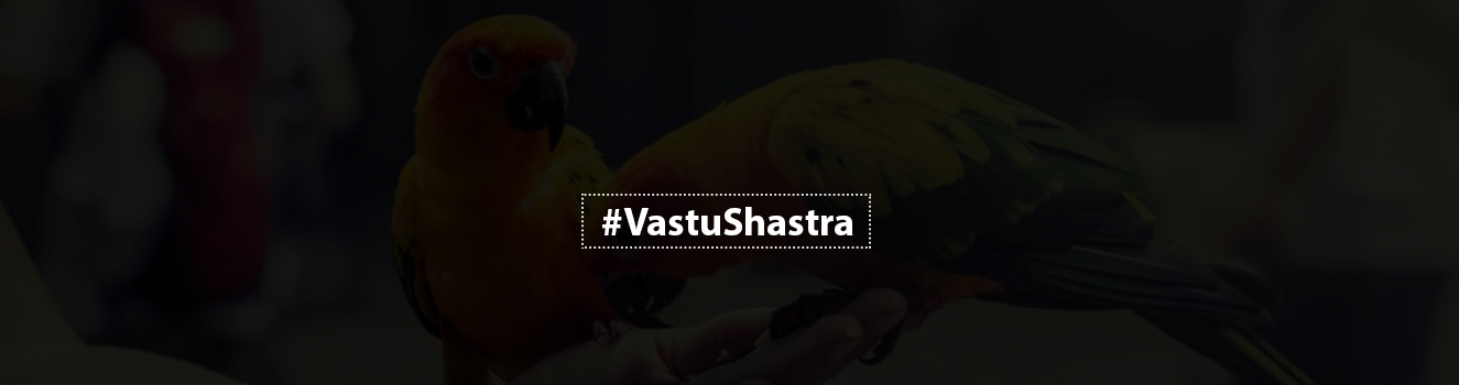 The Power of Feathered Companions: Birds in Vastu and Home Energy!
