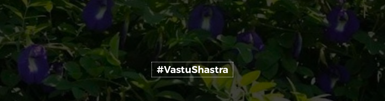 Fortune Blooms: Understanding the Vastu Significance of the Aparajita Plant!