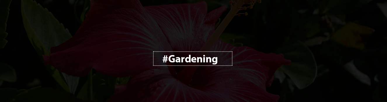 The Ultimate Guide to Growing and Caring for Hibiscus Flowers!