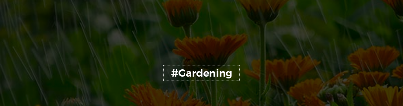 Raindrops and Petals: The Ultimate Guide for Caring for Your Home Garden in the Monsoon Season!
