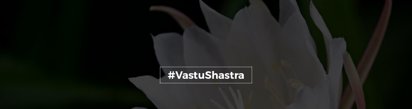 Sacred Beauty: Exploring the Significance of Brahma Kamal in Vastu Shastra!