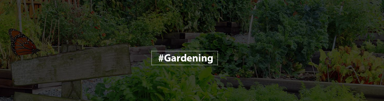 From Plot to Plate: A Step-by-Step Guide to Establishing Your Vegetable Garden!
