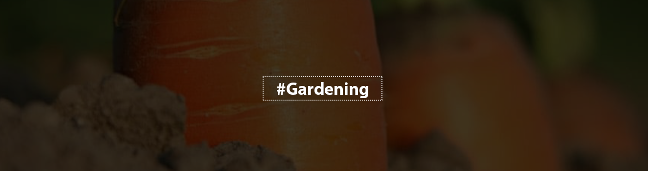 Carrots from Your Garden: A Beginner's Guide to Home Cultivation!