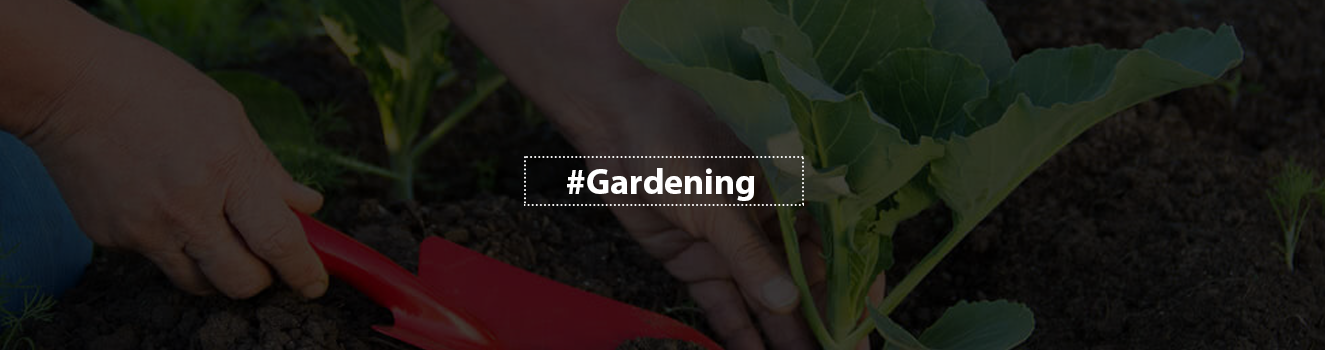 The Green Thumb's Guide: All About Organic Gardening!