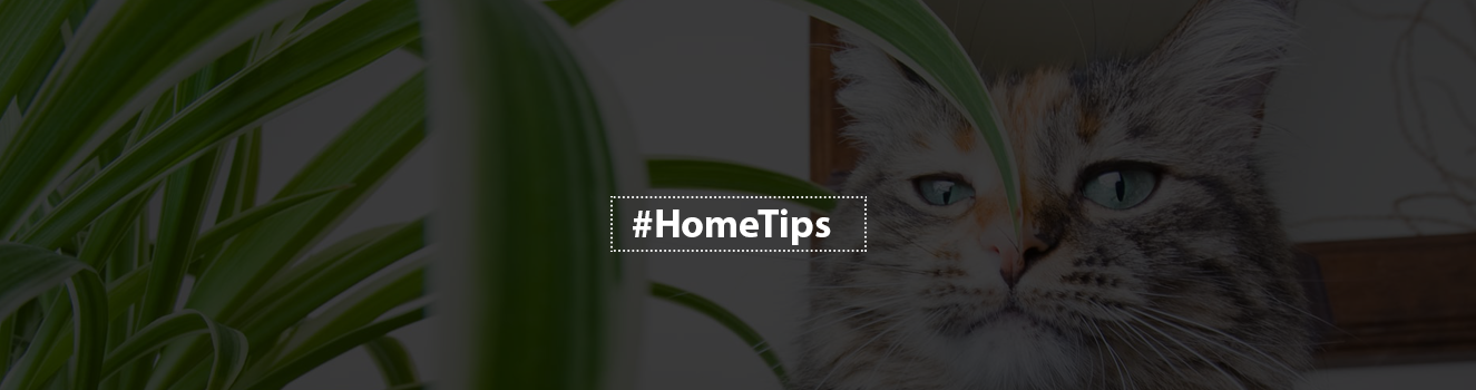 Protecting Your Pets: Identifying Common House Plants that Pose Risks!