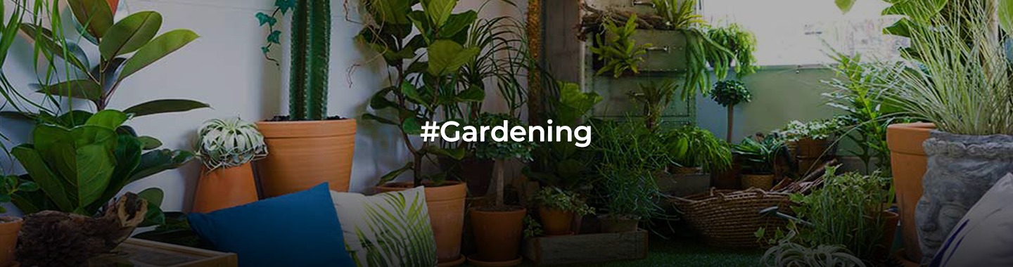 Thriving Gardens, Tiny Spaces: Apartment Gardening Tips for Urbanites!
