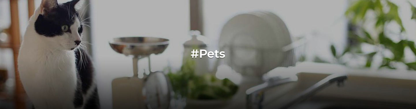 Paws Off! Proven Methods to Keep Your Cats Away from the Kitchen!
