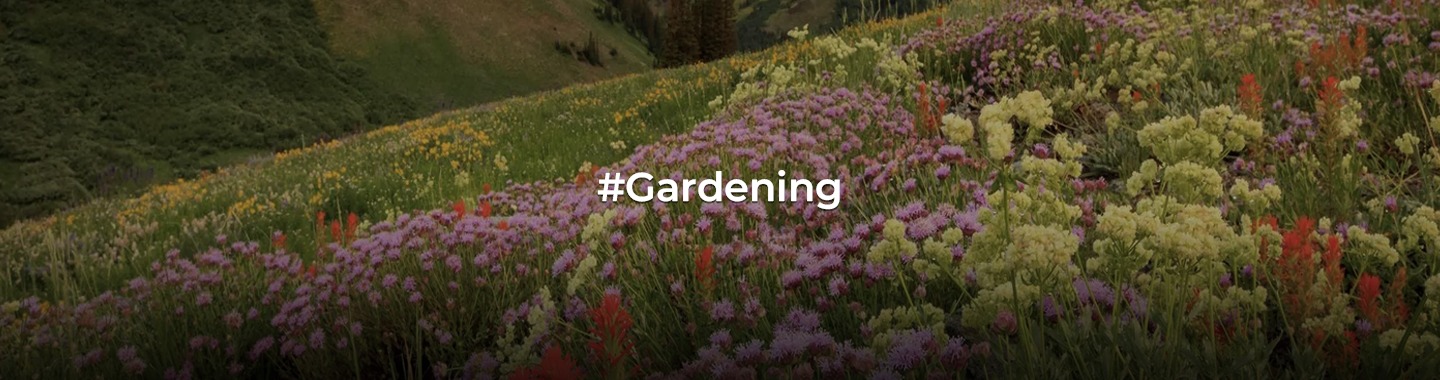 The Art of Wildflower Gardening: Planting and Growing Tips!