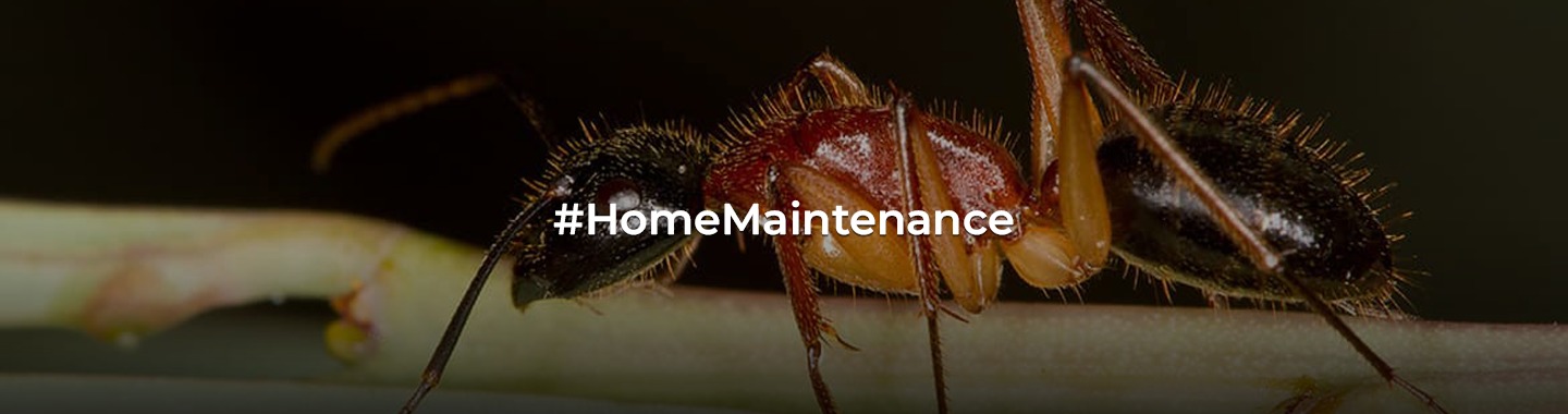Ant Extermination 101: A Homeowner's Definitive Guide!