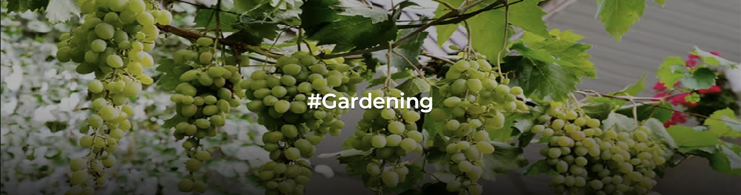 Backyard Bounty: A Beginner's Guide to Growing Grapes at Home!