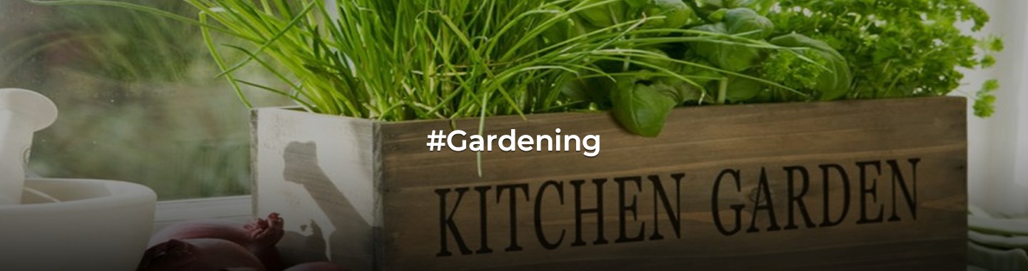 Easy-to-Grow Kitchen Garden Plants!