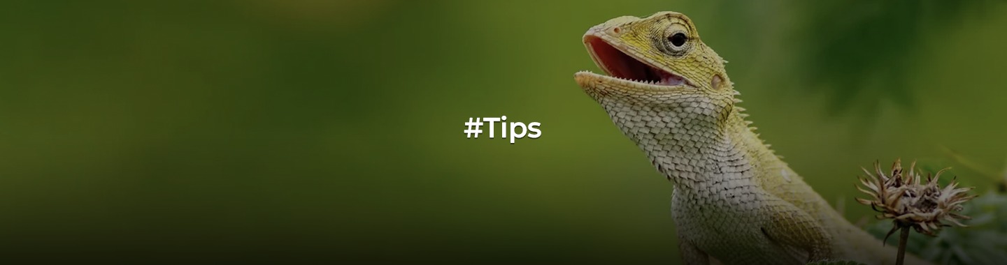 How to Get Rid of Lizards at Home: A Complete Guide! - Real Estate Sector  Latest News, Updates & Insights - PropertyPistol Blog