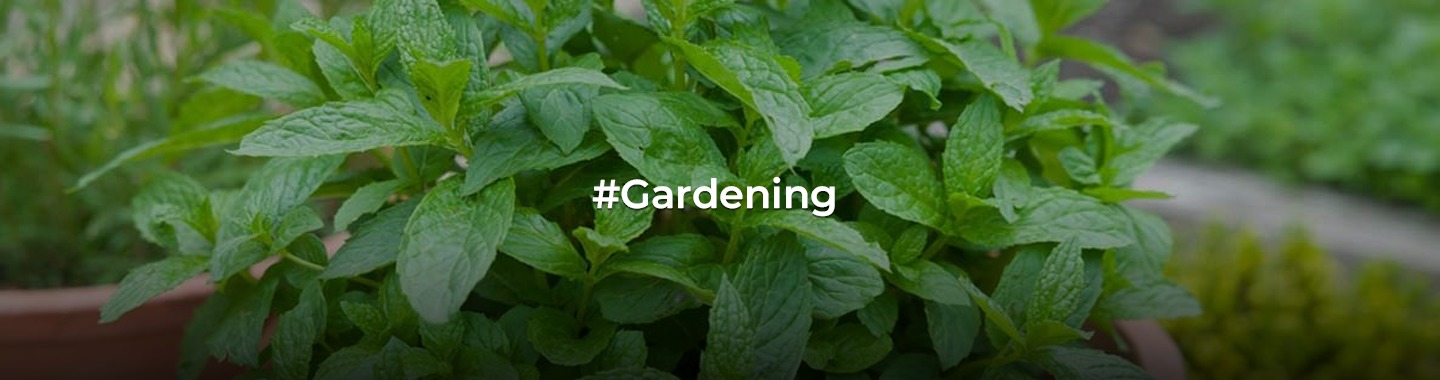 A Guide on How to Grow Mint (Pudina) at Home!