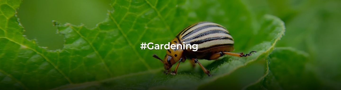 Guarding Your Green Haven: A Guide to Treating and Preventing Indoor Garden Pests!